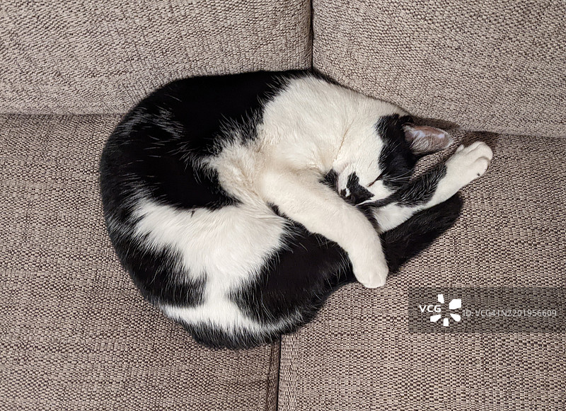 睡觉的猫图片素材