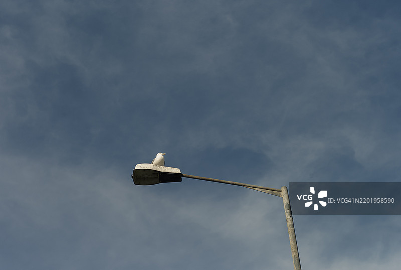 路灯上的海鸥图片素材