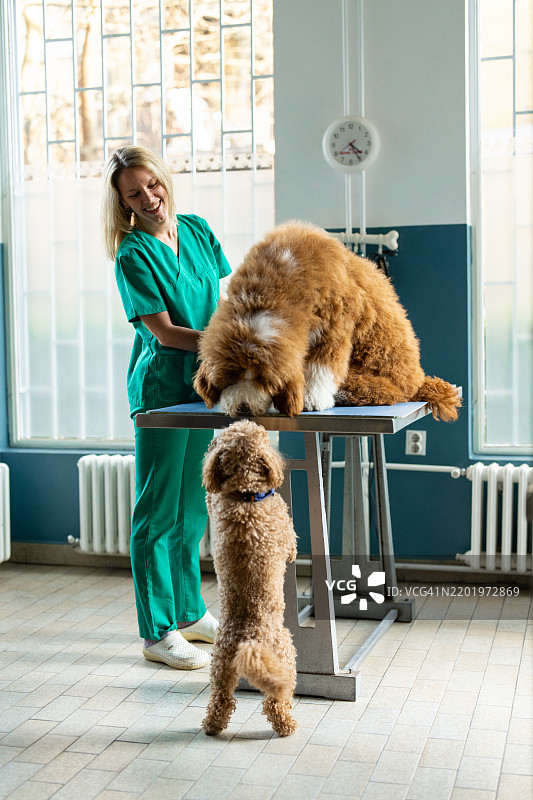 在兽医诊所嗅探图片素材