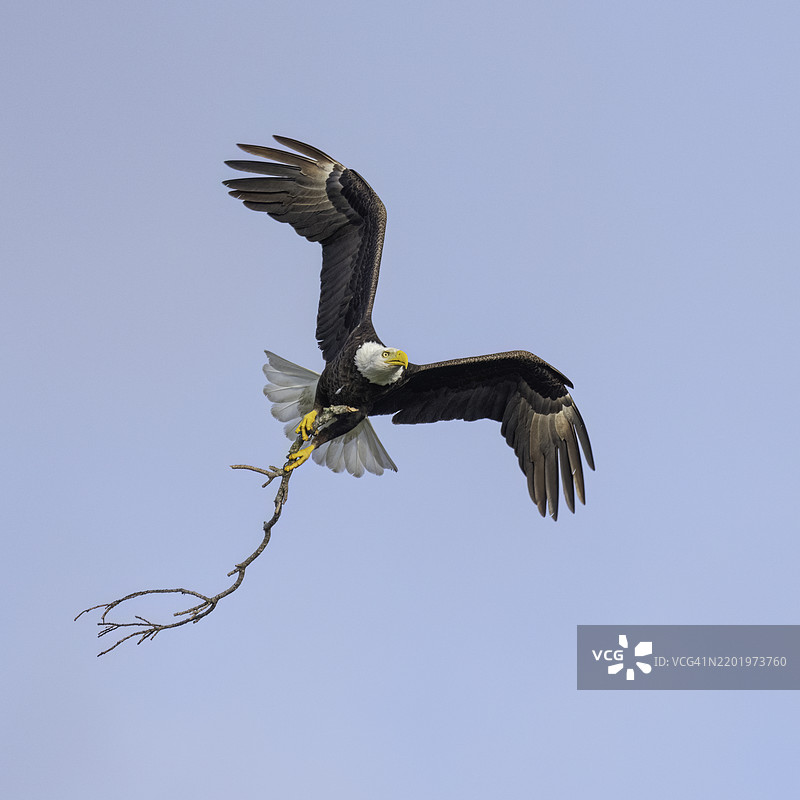 秃头鹰与筑巢材料图片素材