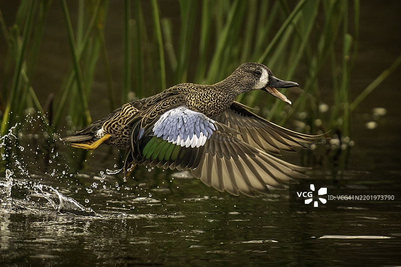 蓝翅鸭起飞图片素材