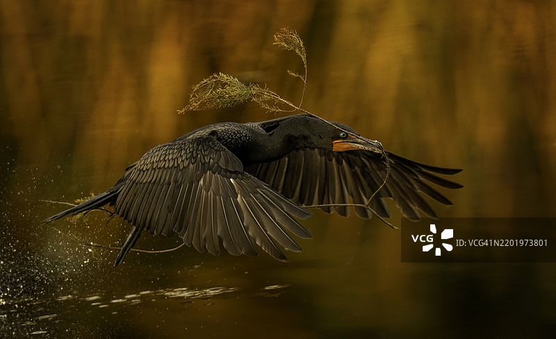 双冠鸬鹚与金色背景图片素材