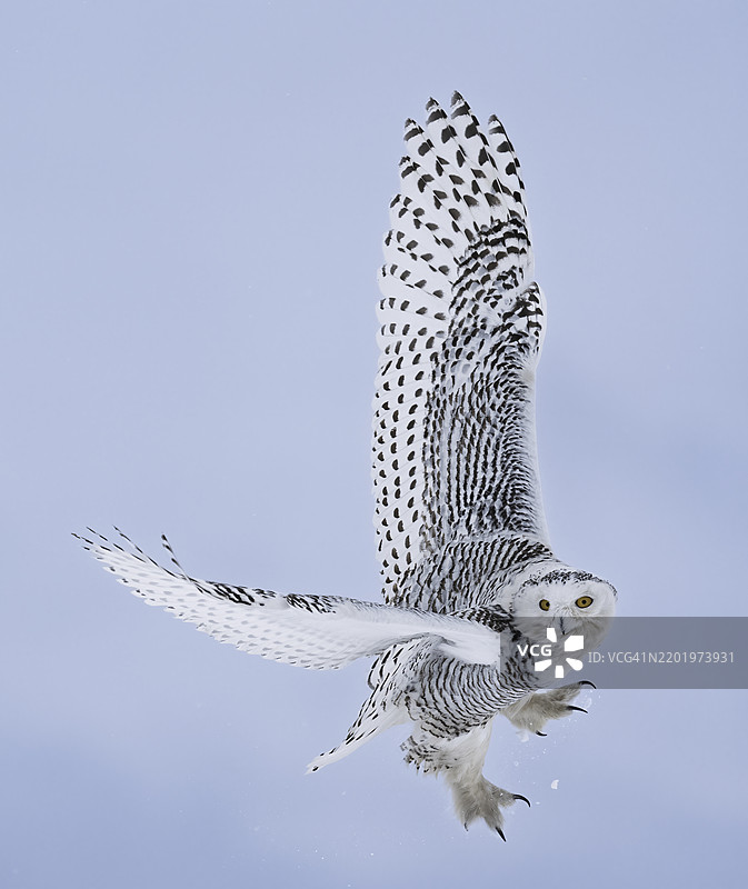雪鸮起飞图片素材