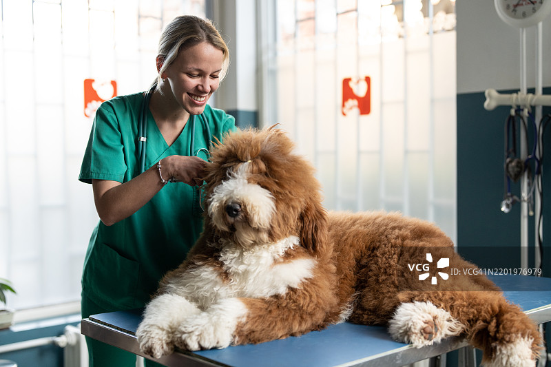 女兽医检查狗的耳朵图片素材