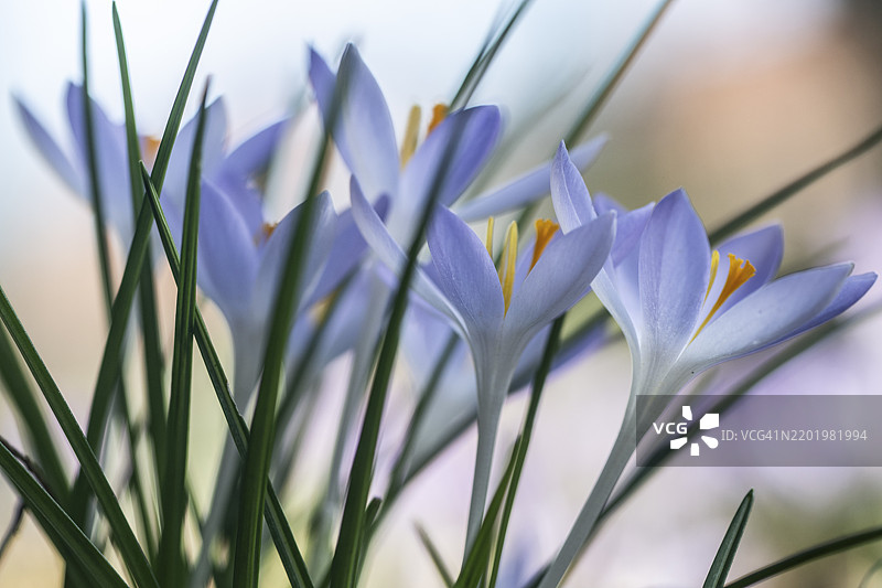 精灵番红花（Crocus tommasinianus），德国下萨克森州，埃姆斯兰，欧洲图片素材