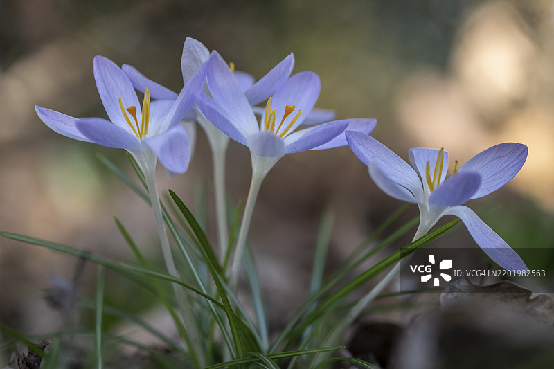 精灵番红花（Crocus tommasinianus），德国下萨克森州，埃姆斯兰，欧洲图片素材