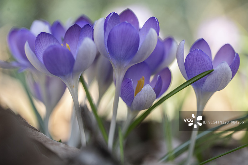 精灵番红花（Crocus tommasinianus），德国下萨克森州，埃姆斯兰，欧洲图片素材
