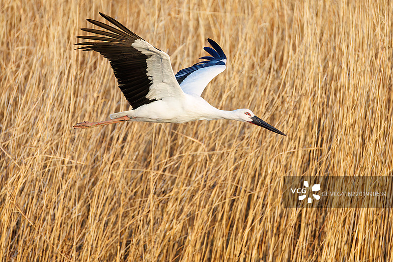 Beautiful and big Oriental White Stork (Ciconia boyciana, family comprising storks) flapping its wings and flying out.Watarase Recreational Area, Tochigi City, Tochigi Prefecture - 2025图片素材