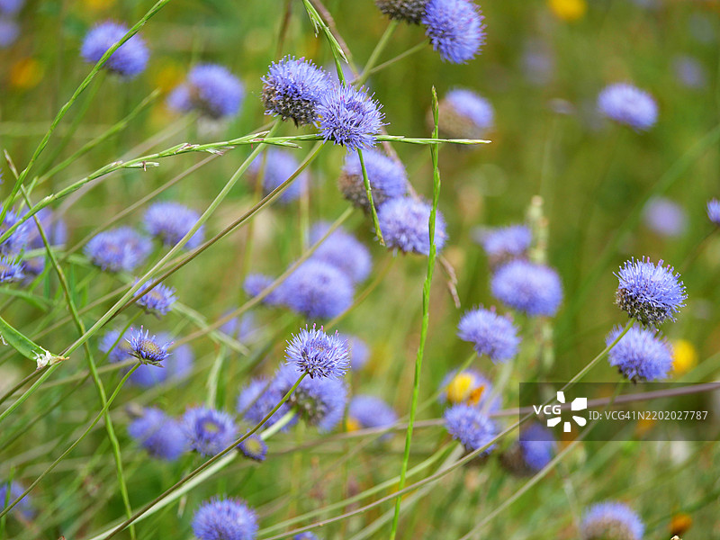 葡萄牙杜罗河谷皮尼昂附近田野中的蓝色雅西奥尼花。阳光。自然色彩。图片素材