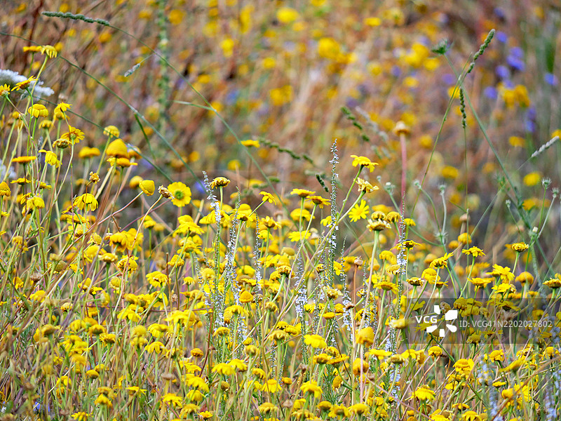 黄色雏菊和其他野生植物在田野中。阳光。自然色彩。葡萄牙杜罗河谷的平豪。图片素材