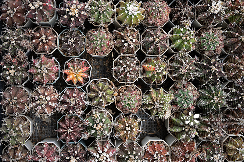 室内植物的特写俯视图，仙人掌农场。图片素材