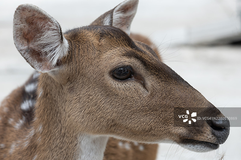 一只白脸棕身的鹿图片素材