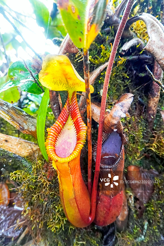 特写镜头展示了在马来西亚沙巴坦布南的辛辛山峰顶小径上发现的大型猪笼草，学名为Nepenthes macrophylla。图片素材