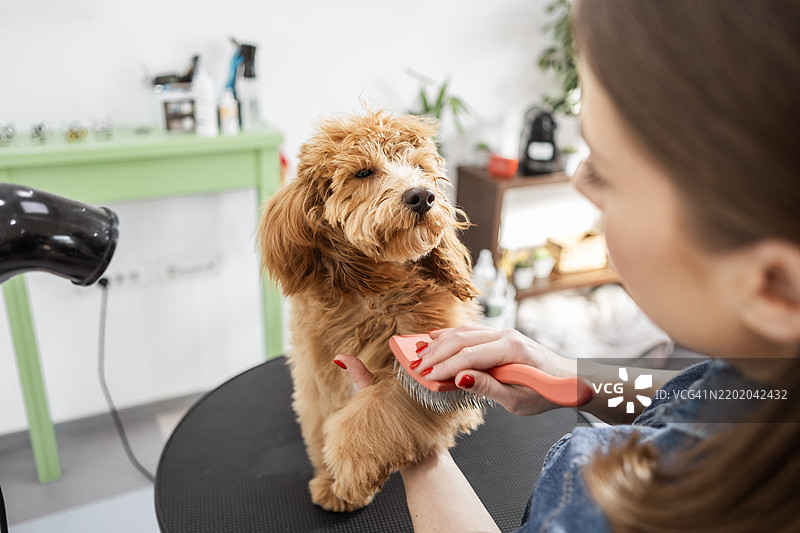 贵宾犬享受美容时光图片素材