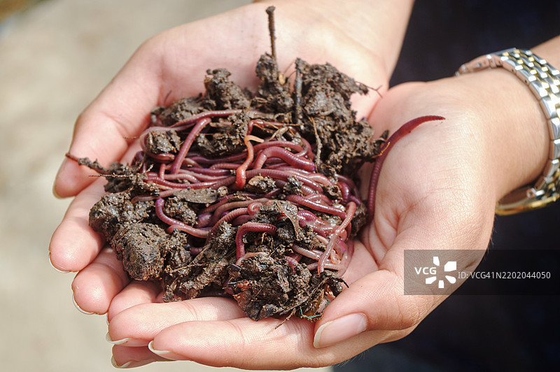 堆肥土壤中的蚯蚓用于有机园艺图片素材