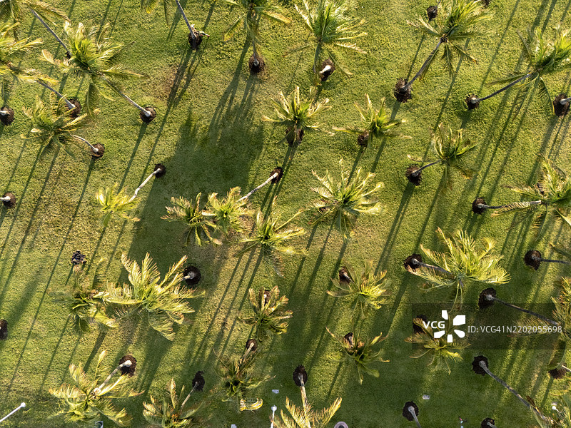 迈阿密棕榈树林的鸟瞰图图片素材