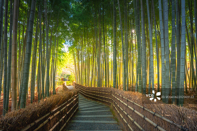 京都嵐山的竹林中的楼梯。图片素材