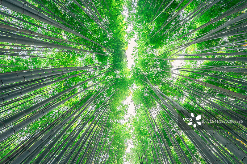 岚山竹林图片素材