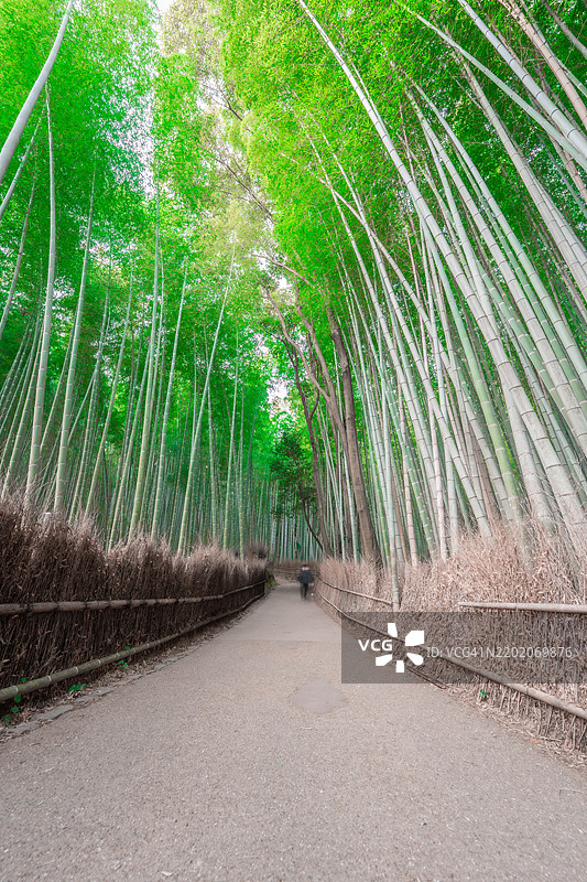 岚山竹林图片素材