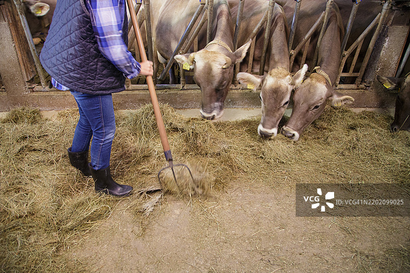 农民在谷仓里喂牛图片素材