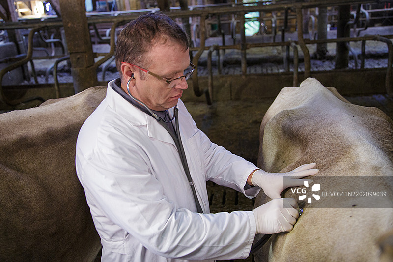 兽医在马厩工作图片素材