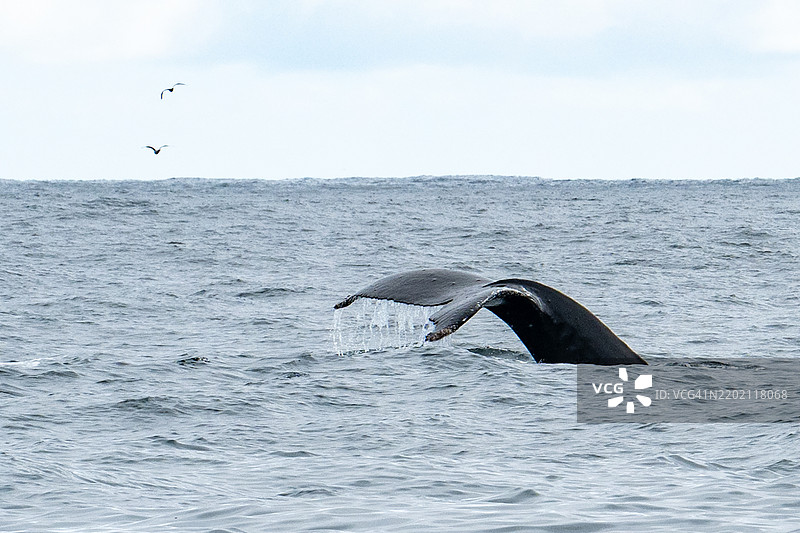 座头鲸的尾鳍图片素材