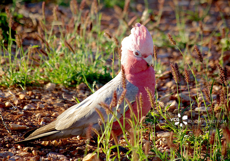 鸸鹋特写镜头图片素材