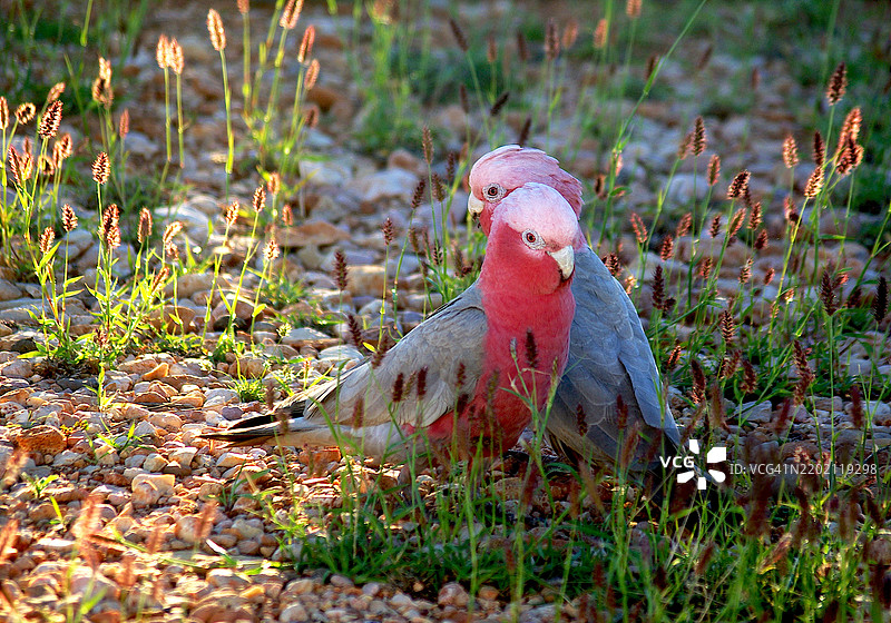两只并排站立的玫瑰鹦鹉。图片素材