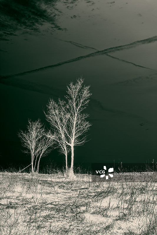 落叶树图片素材