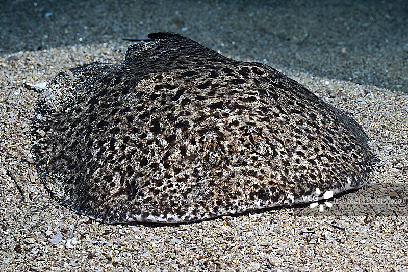 电鳐（Torpedo marmorata） 电鳐 电鳐 鳐鱼 危险的海洋动物在沙底上伪装得很好，潜伏着寻找猎物，东大西洋，富埃特文图拉岛，加那利群岛，西班牙，欧洲图片素材