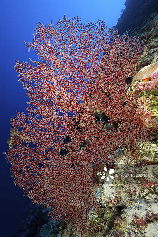 大型角珊瑚巨型结节扇（Melithaea ochracea）生长在热带海洋太平洋的大型色彩斑斓、完整健康的珊瑚礁陡壁上。图片素材