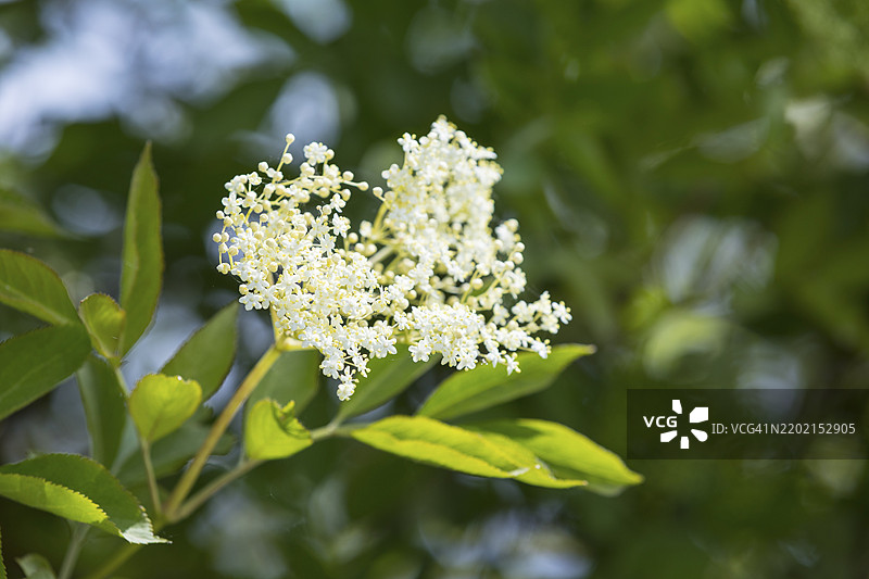 带花的圆锥花序，接骨木（Sambucus nigra），德国萨克森，欧洲图片素材