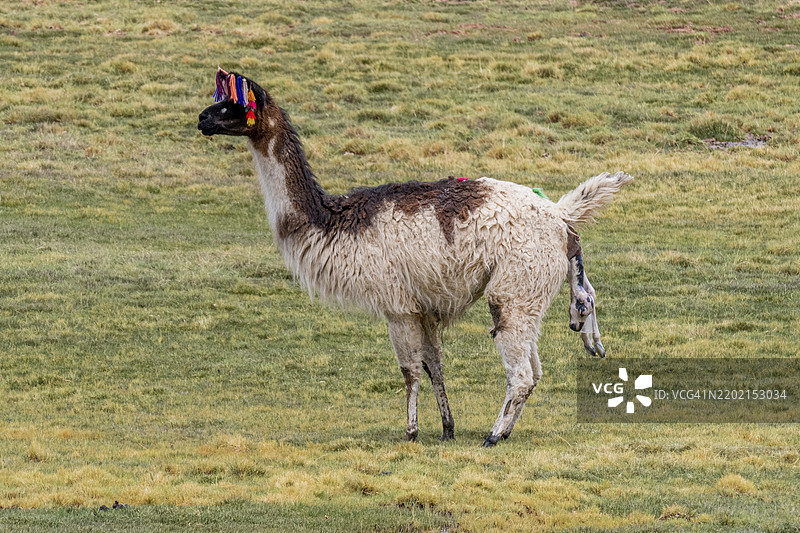 阿尔帕卡（Lama pacos），阿尔帕卡产下小羊驼，苏斯克斯，胡胡伊省，阿根廷，南美洲图片素材
