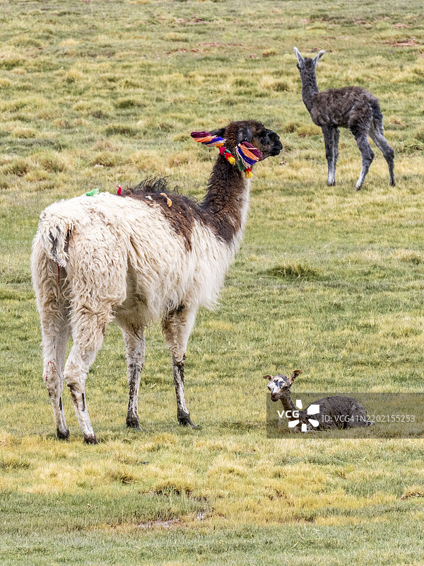 阿尔帕卡（Lama pacos），阿尔帕卡产下小羊驼，苏斯克斯，胡胡伊省，阿根廷，南美洲图片素材