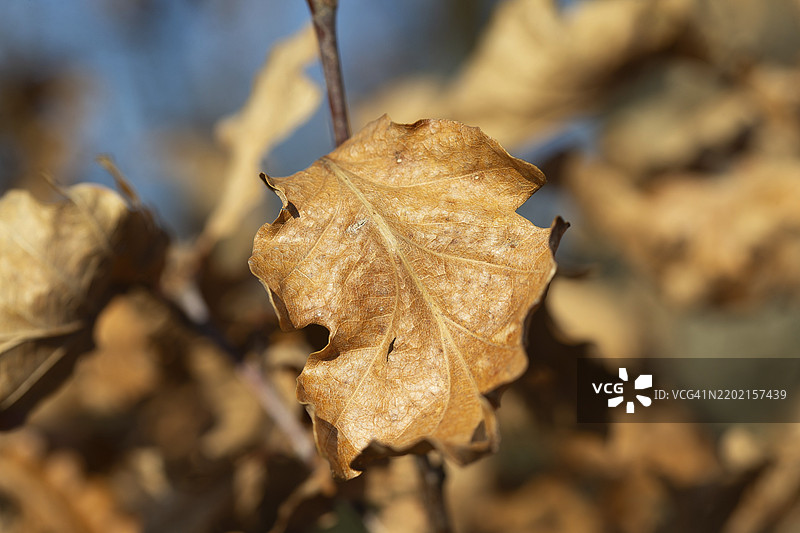 特写，干枯的叶子，温暖的棕色和黄色调的叶片在树枝上，蓝天之下。秋天的氛围。图片素材
