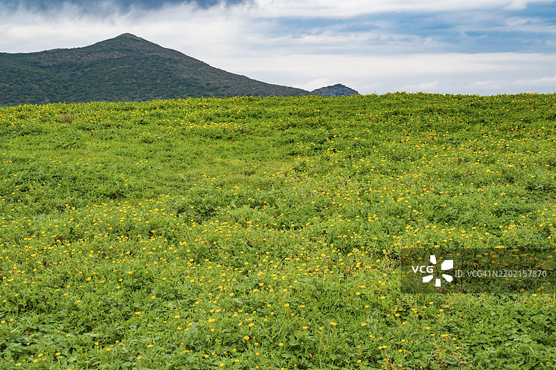 在法国科西嘉岛卡普科尔斯的罗迪利亚诺附近,北端的山间草甸中,冬末时分草丛中盛开着黄色花朵。图片素材