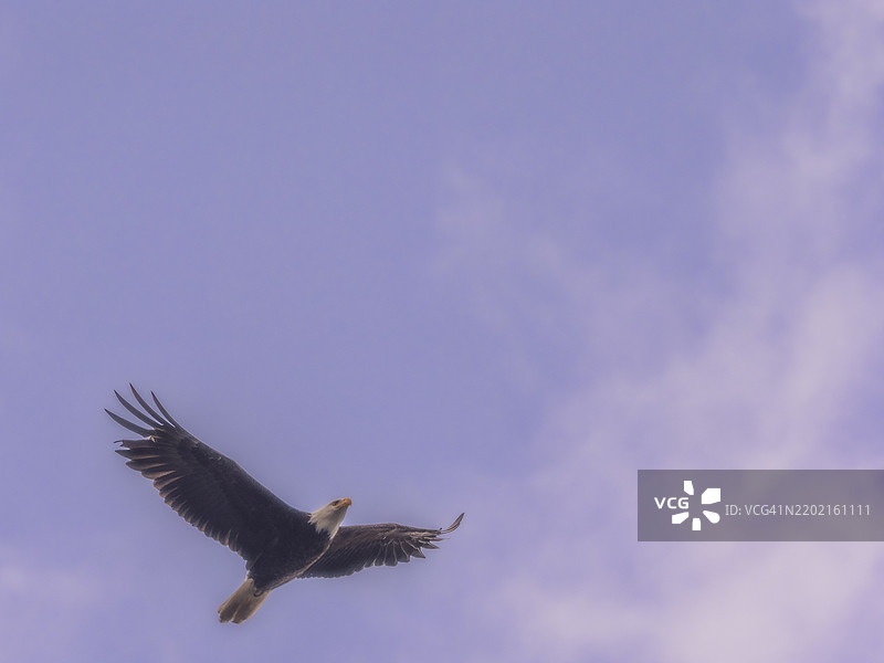 秃头鹰在天空中飞翔图片素材