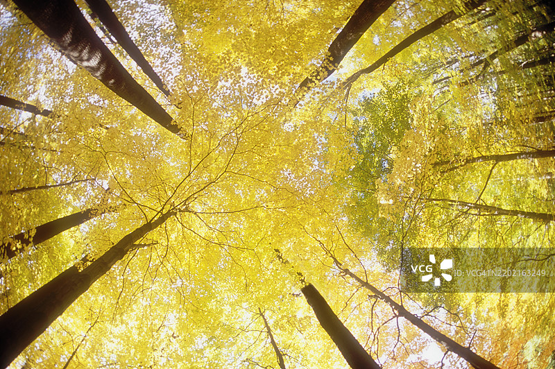 秋天从下方看到的森林树冠图片素材