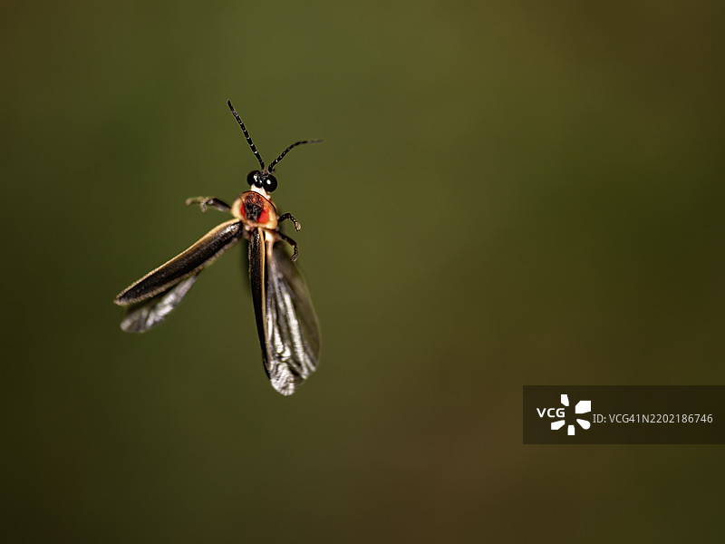 飞行中的萤火虫图片素材