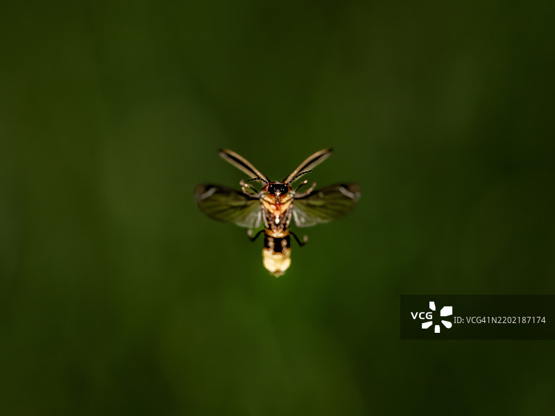 发光的萤火虫图片素材