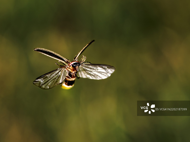 展开翅膀的萤火虫图片素材