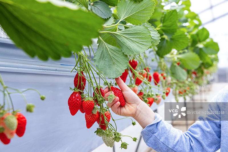 孩子的手在温室里采摘成熟的草莓图片素材