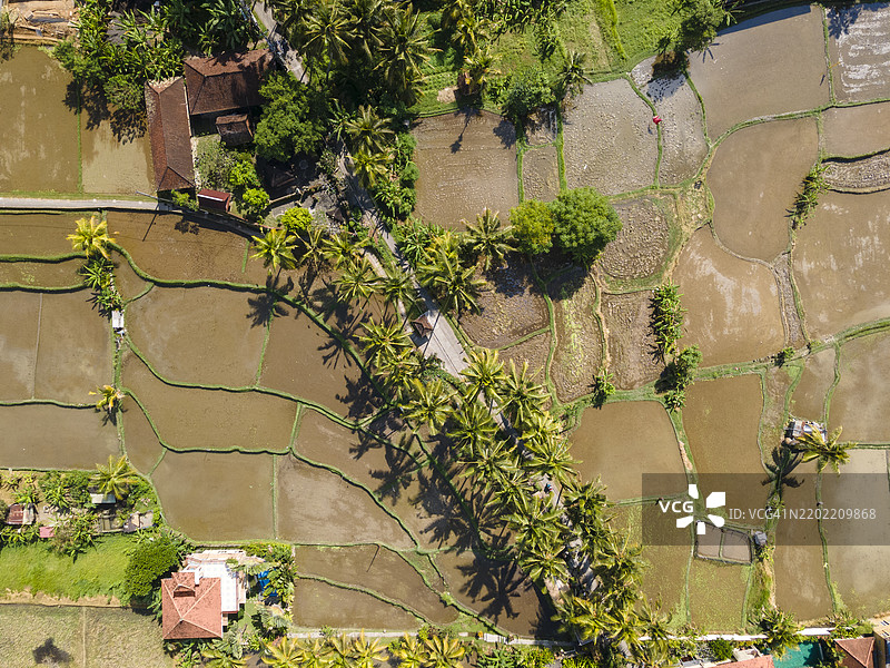 乌布附近的巴厘岛稻田图片素材