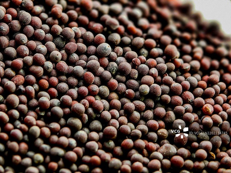 芥菜种子的特写镜头图片素材