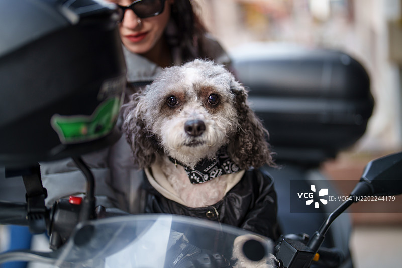 坐在摩托车上的贵宾犬。图片素材