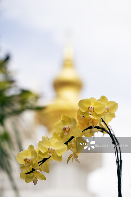 印度庙宇的金色圆顶与黄色兰花图片素材