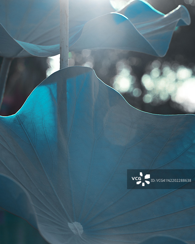 热带植物的美丽叶子图片素材