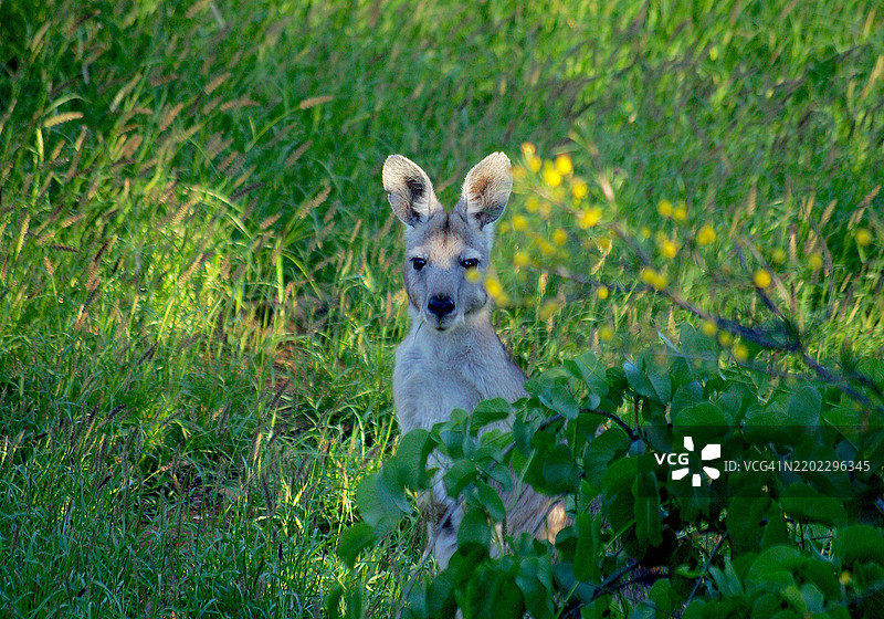 一只袋鼠在看着镜头。图片素材