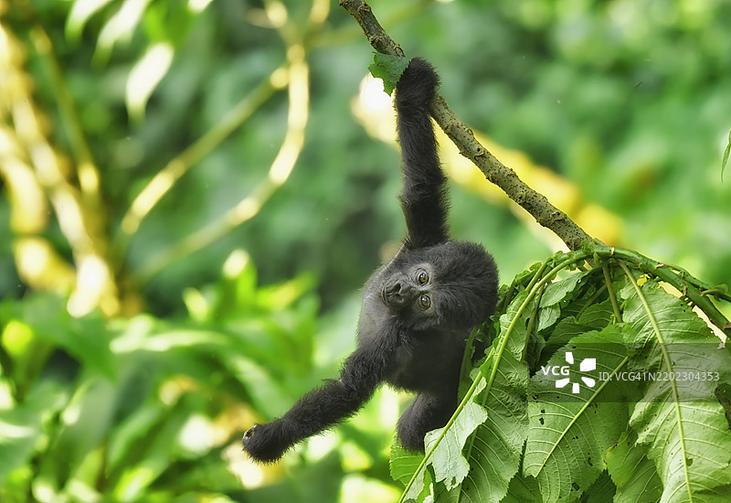 野生濒危的婴儿大猩猩悬挂在树枝上图片素材