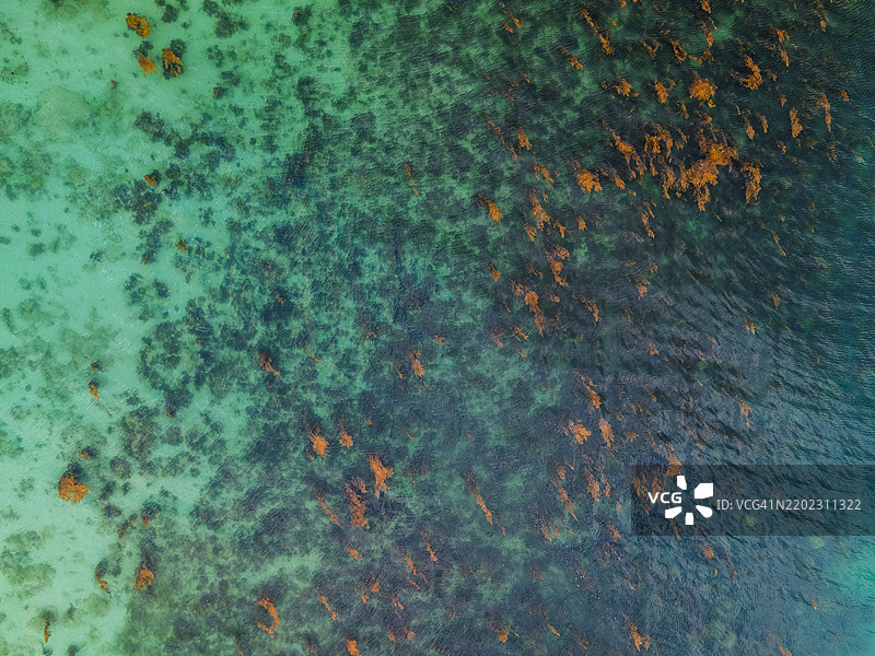 清澈海水的鸟瞰图，漂浮着黄色藻类和深色海藻，形成自然的海洋图案。图片素材